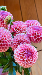 Bouquet of pink dahlias with green leaves against a wooden background