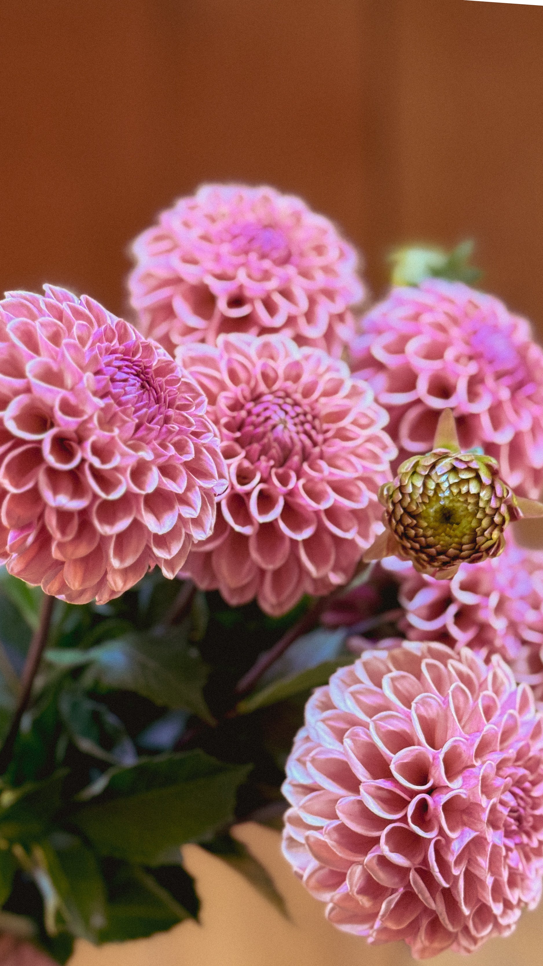 Close-up of pink dahlias with a blurred background