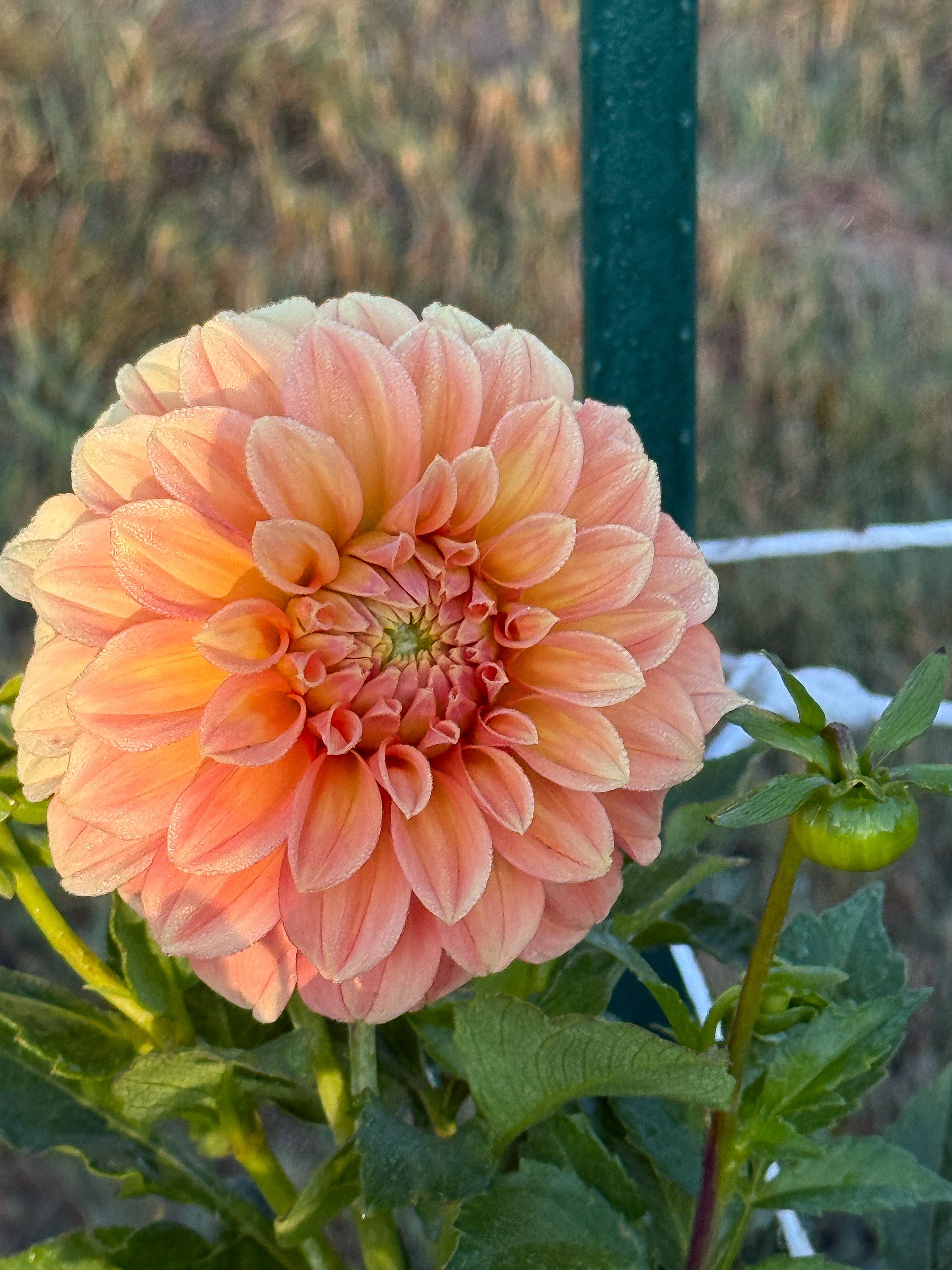 Close-up of a peach-colored flower with green leaves and background
