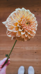 Large peach-colored flower held by a hand on a wooden floor.