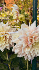 Close-up of large, light pink and yellow flowers with a blurred garden background.