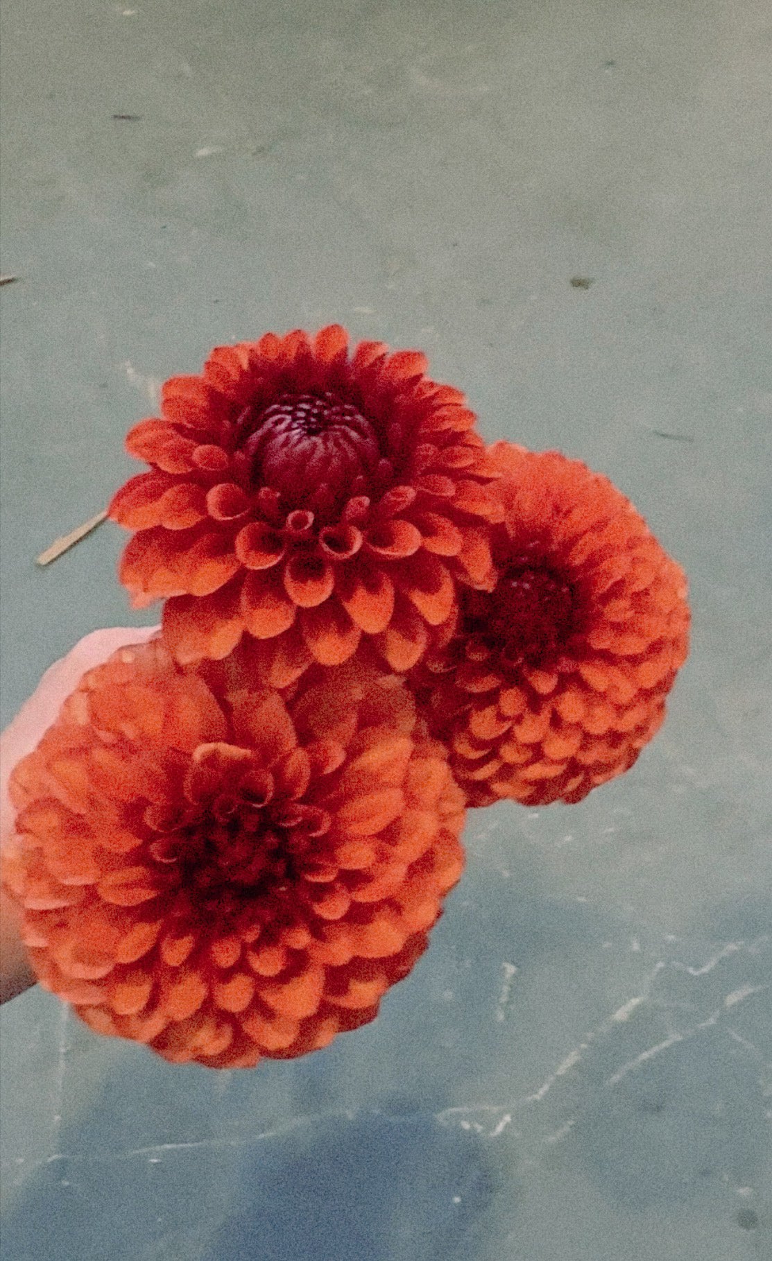 Red flowers held by a hand on a gray surface