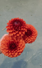 Red flowers held by a hand on a gray surface