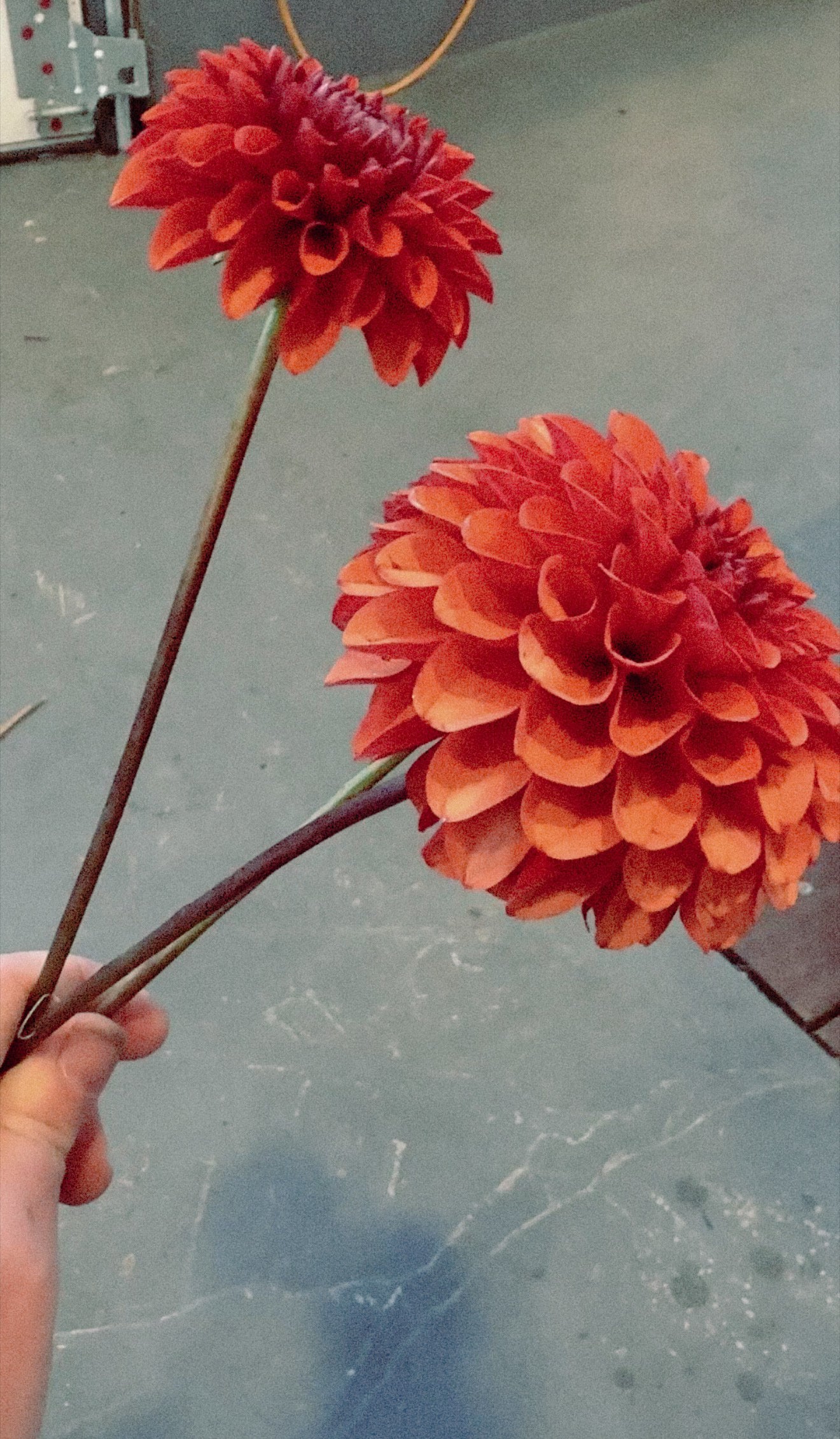 Two large red flowers held by a hand on a concrete surface.