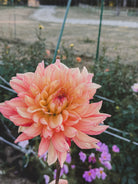 Large peach-colored flower in a garden setting