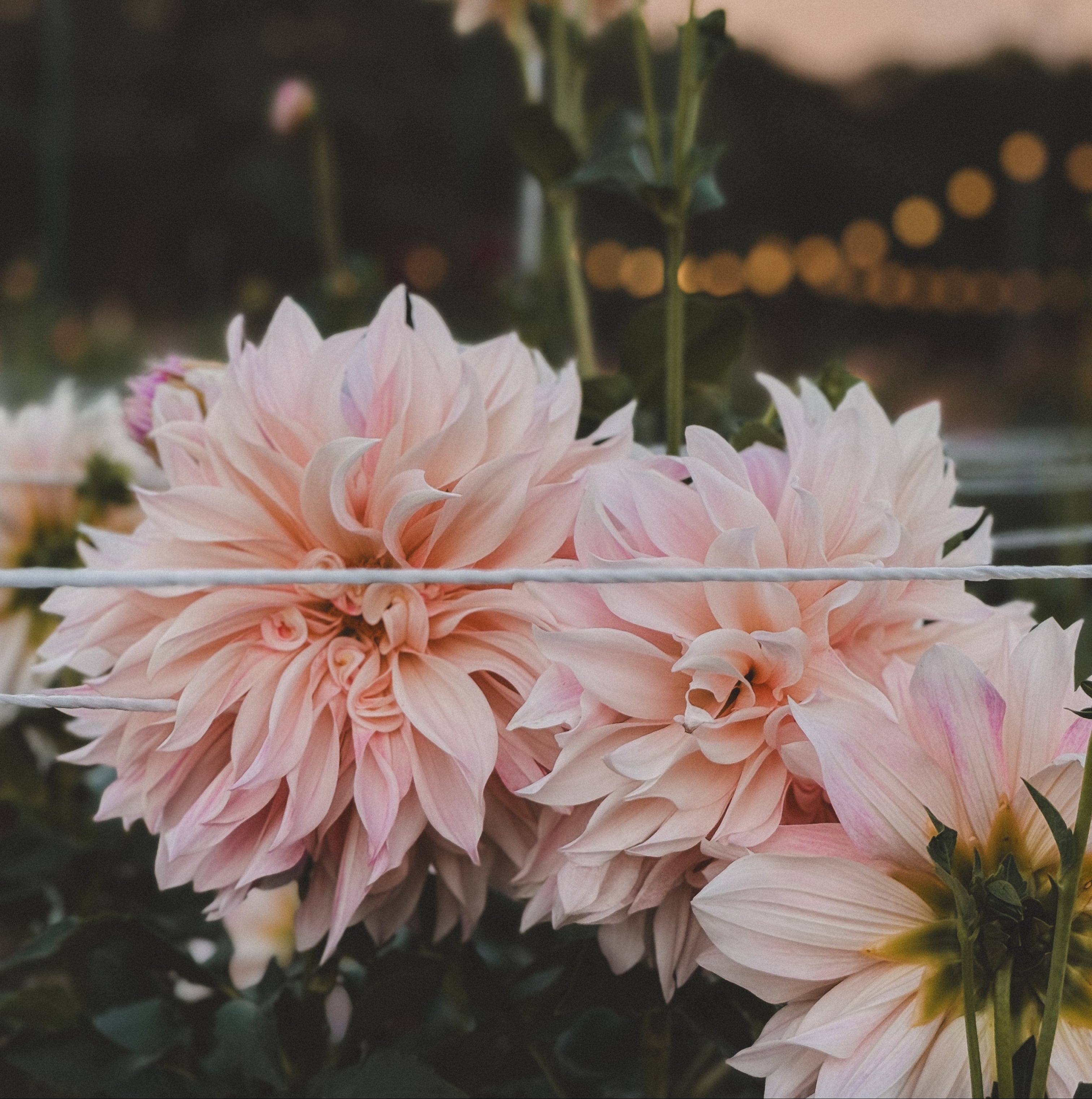 Pink dahlias with a blurred background of lights and trees