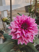 Close-up of a vibrant pink flower with green leaves in an outdoor setting.