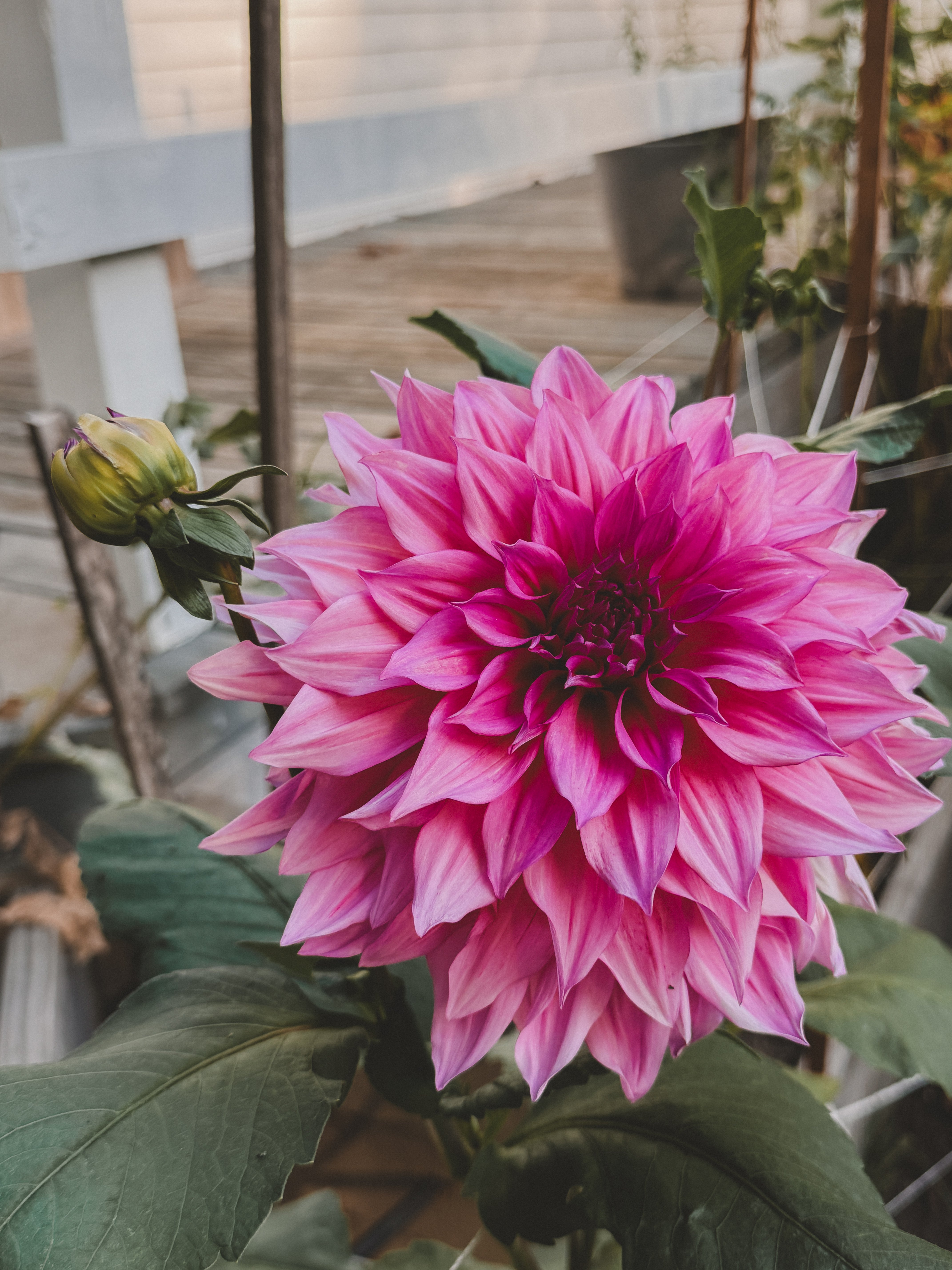 Close-up of a vibrant pink flower with green leaves in an outdoor setting.