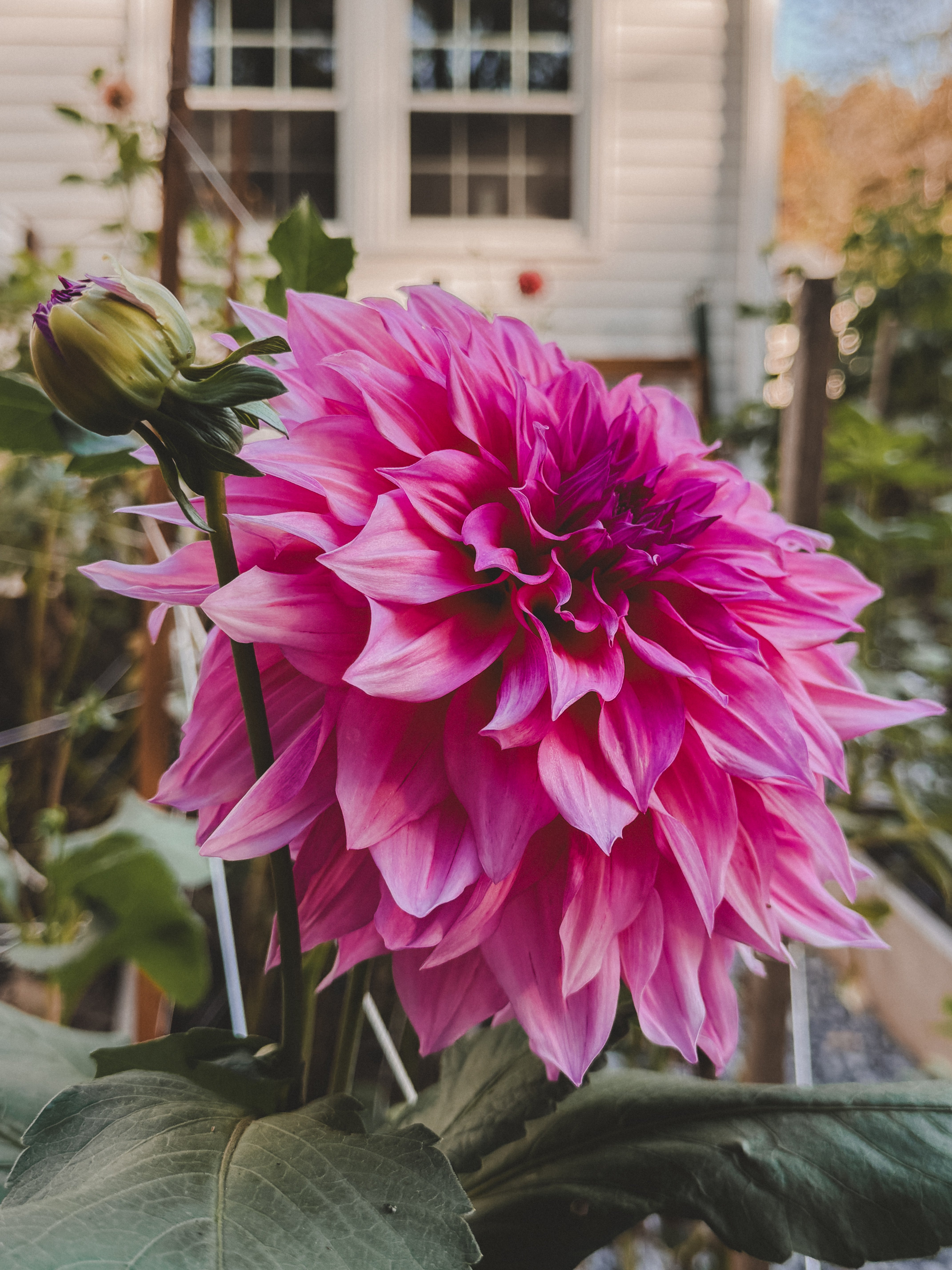 Pink flower with a blurred background of a garden