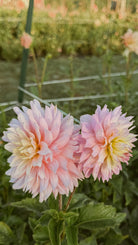 Two pink flowers with a blurred garden background