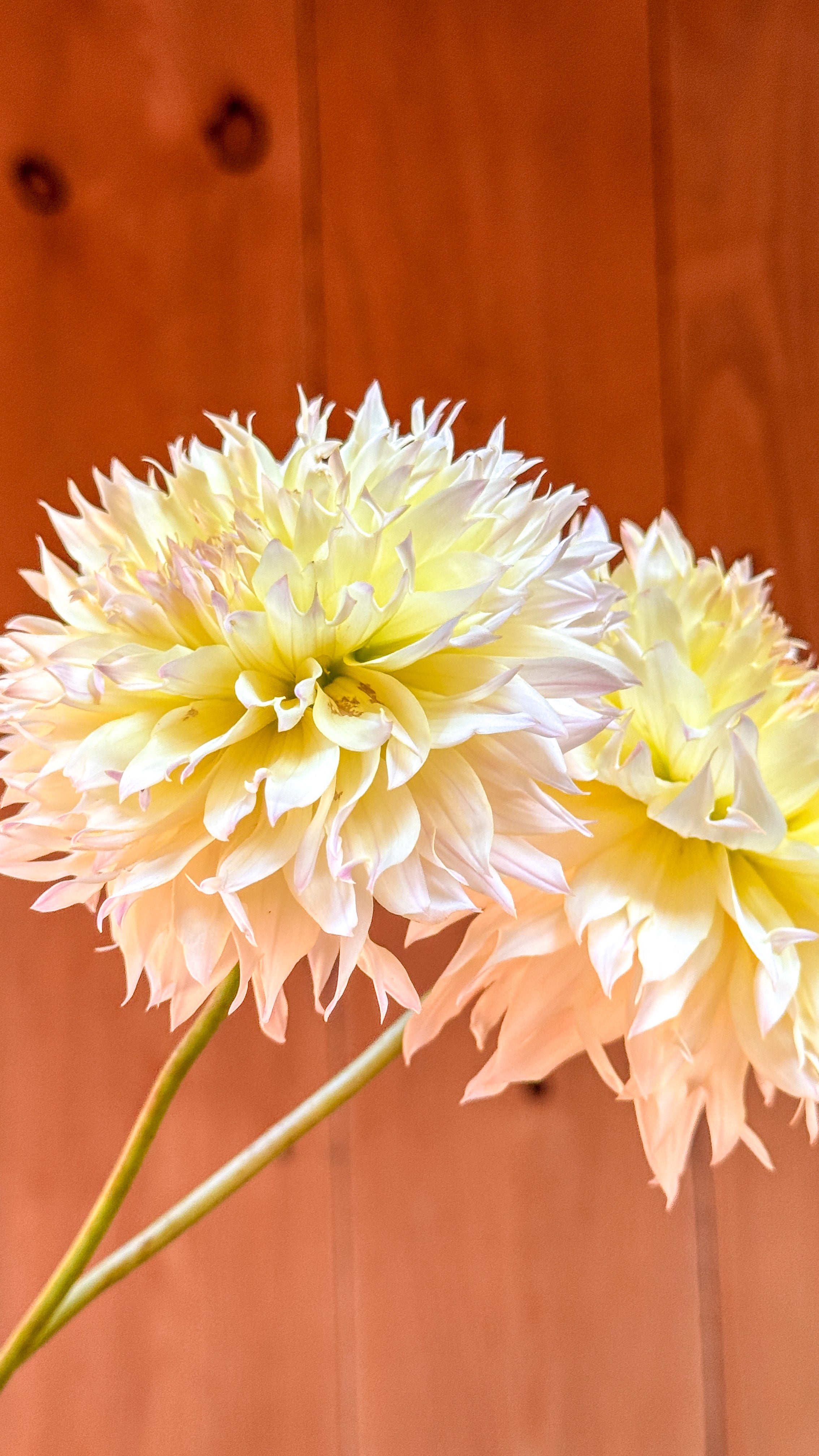 Two light pink flowers against a wooden background