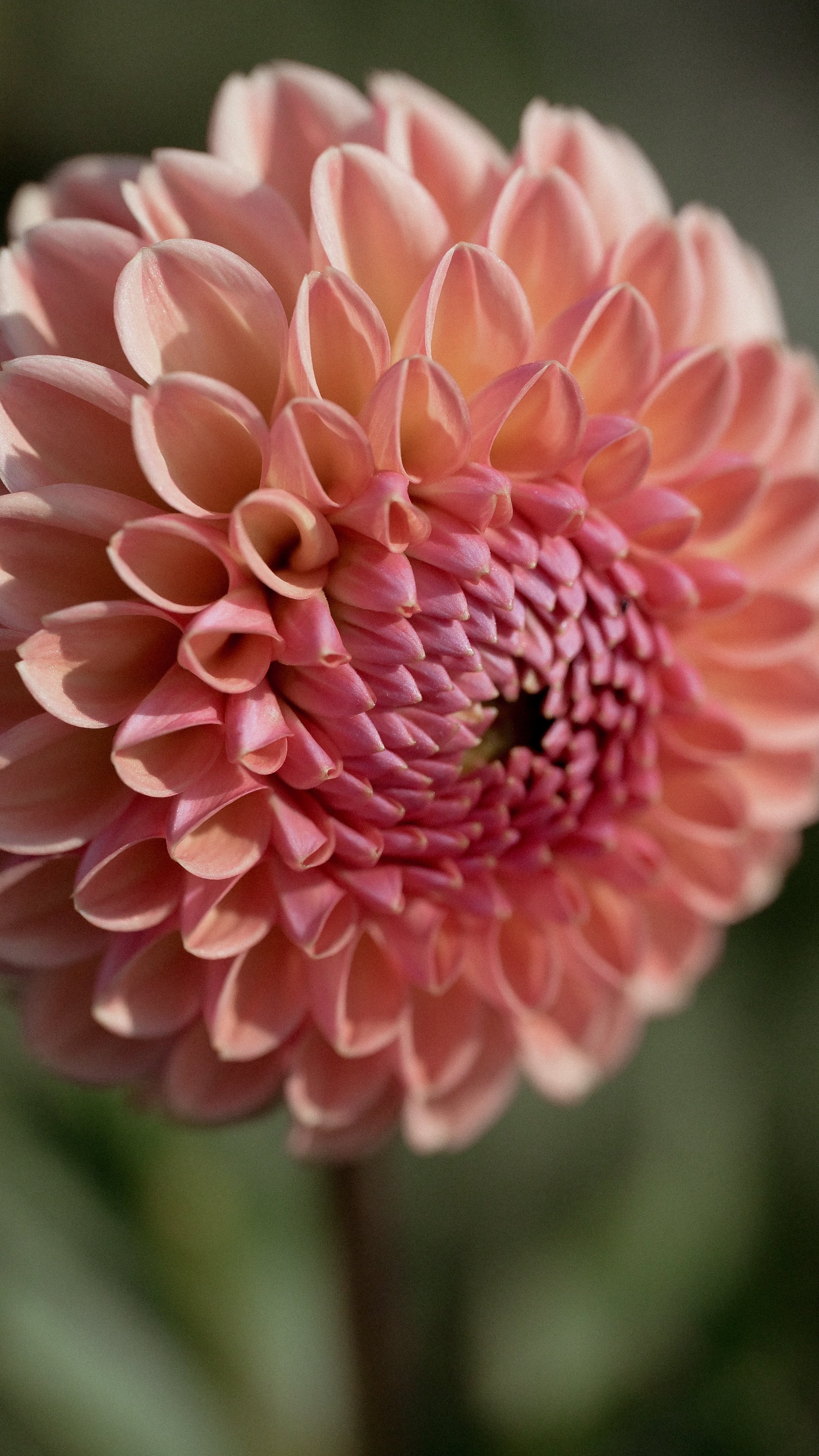 Close-up of a pink flower with a blurred green background