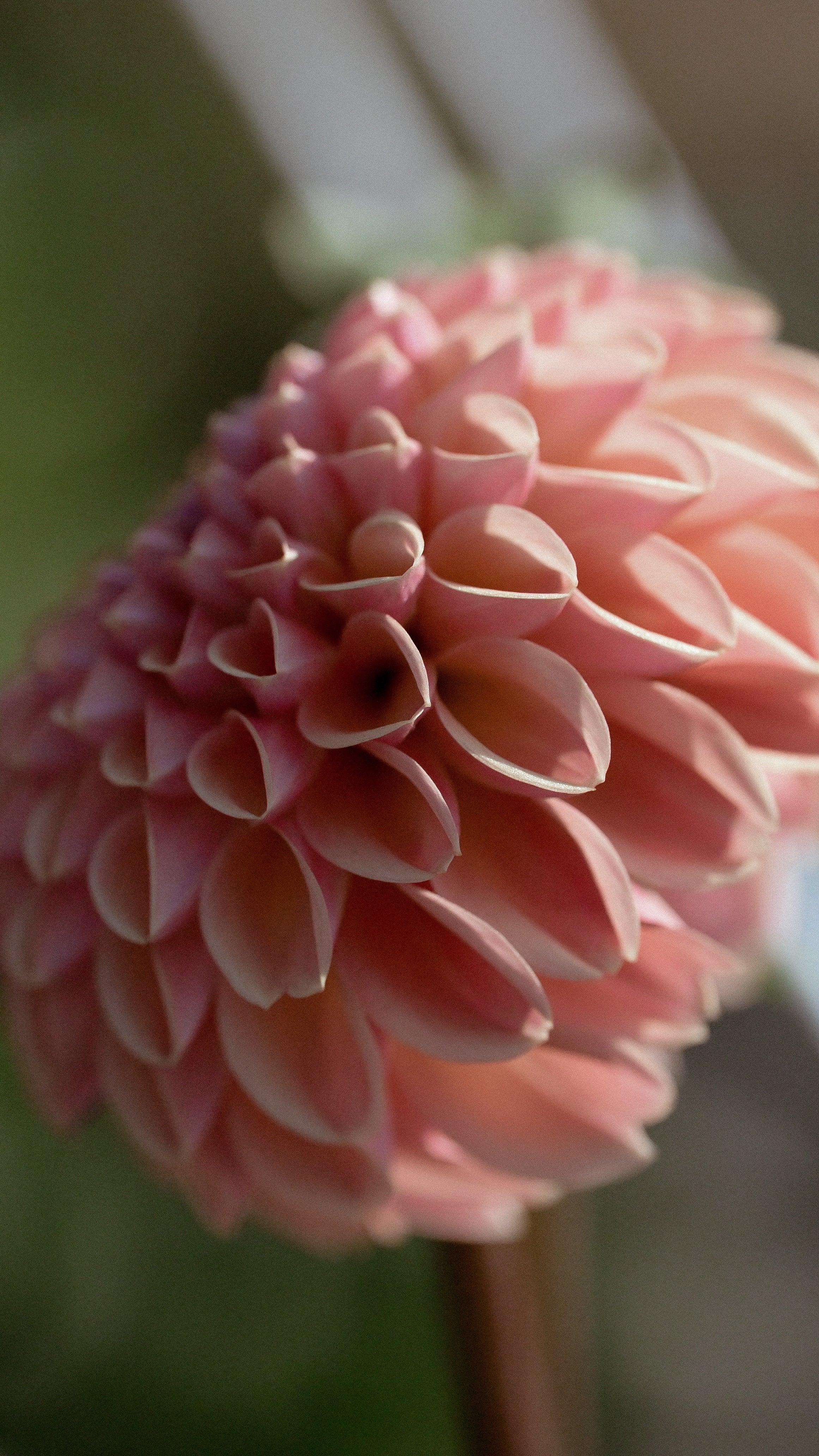 Close-up of a pink flower with a blurred background