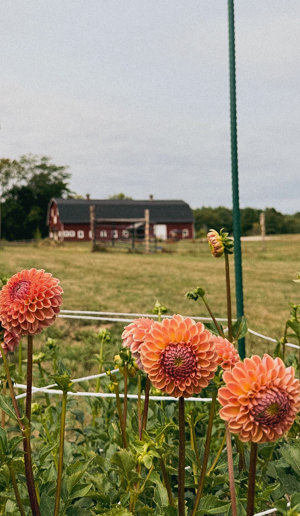 Pink dahlias in a field with a barn and trees in the background
