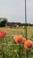 Pink dahlias in a field with a barn and trees in the background