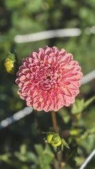 Close-up of a pink flower with a blurred green background