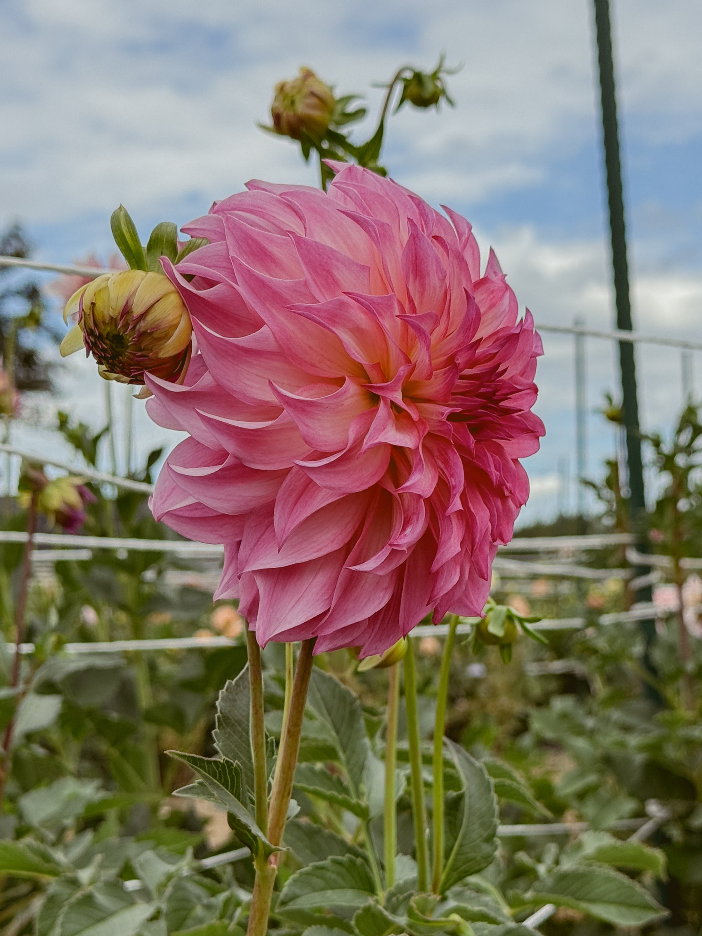 Pink flower with green leaves against a blurred natural background