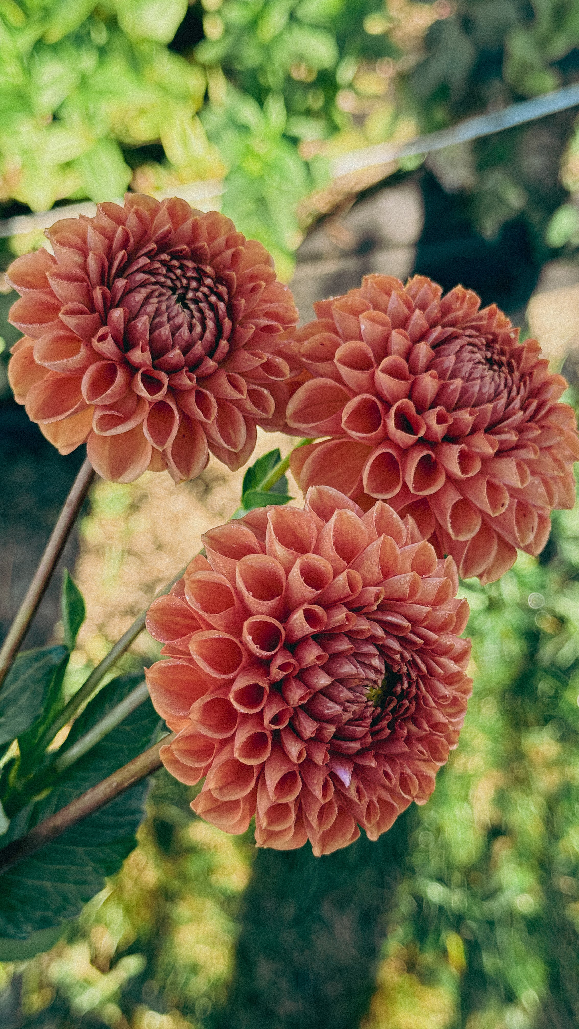 Close-up of three peach-colored dahlias with a blurred green background