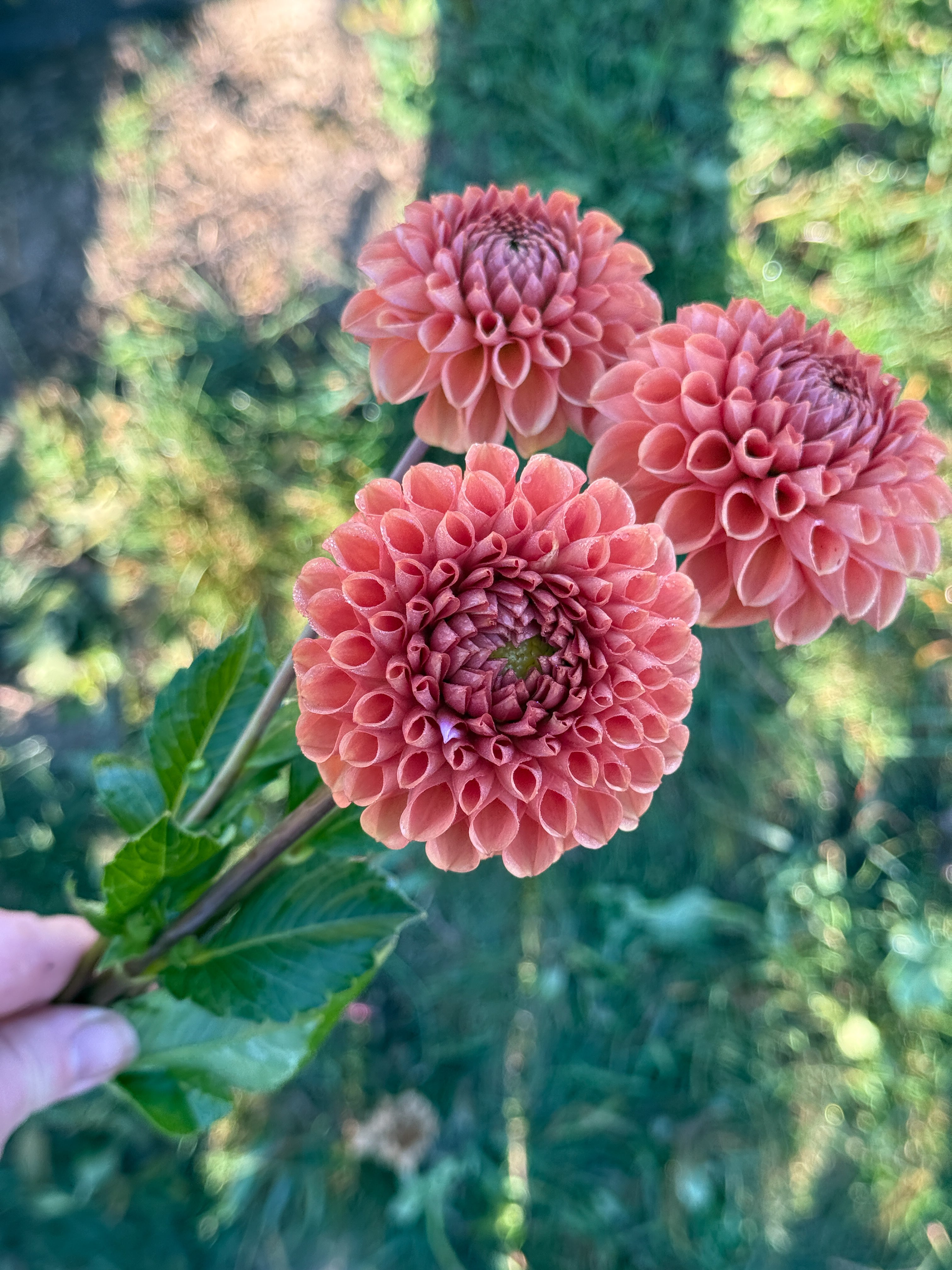 Three pink dahlias held by a hand against a blurred green background