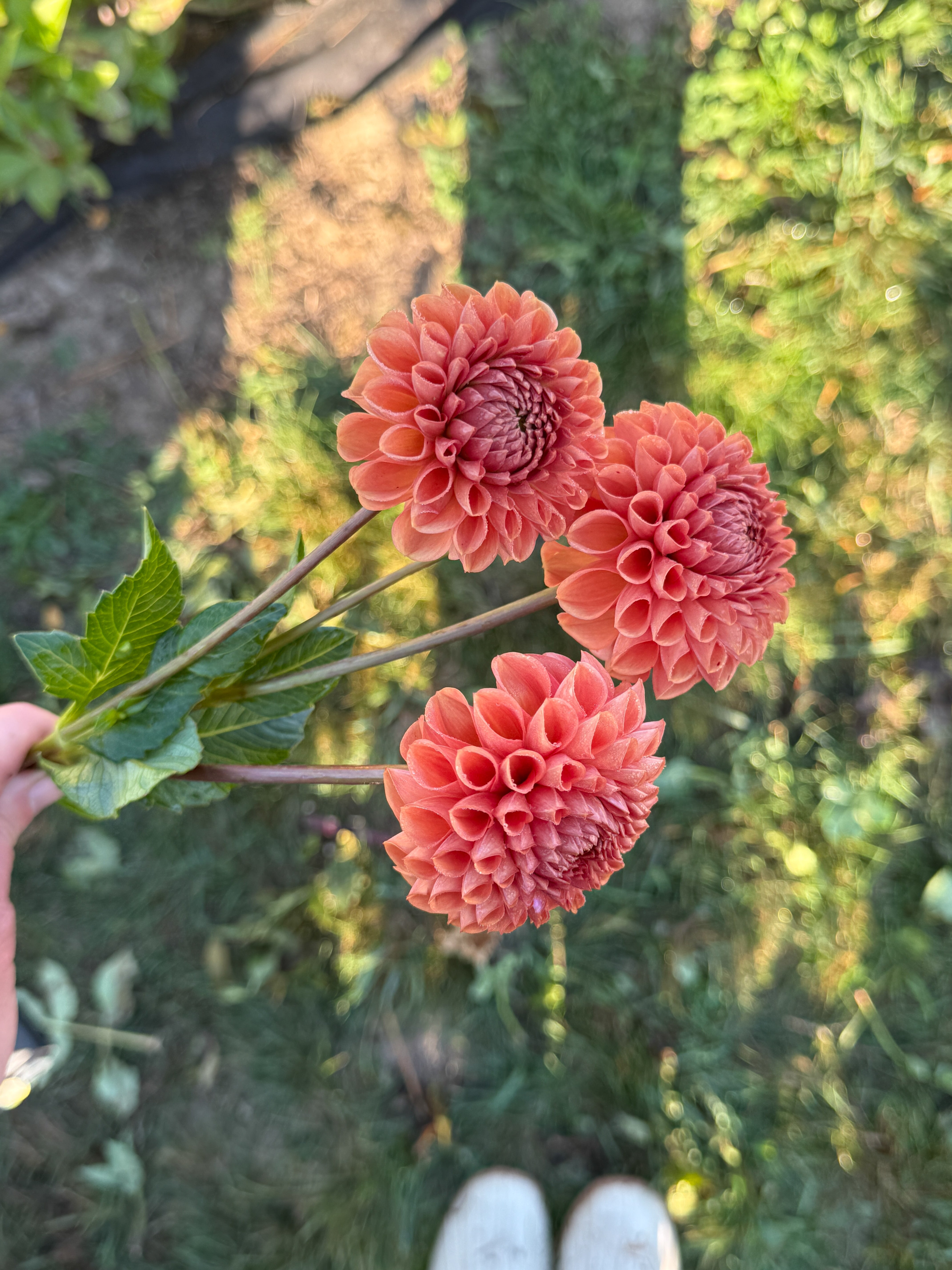 Three coral-colored dahlias held by a hand with a blurred natural background