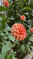 Large coral-colored flower with green leaves in the background