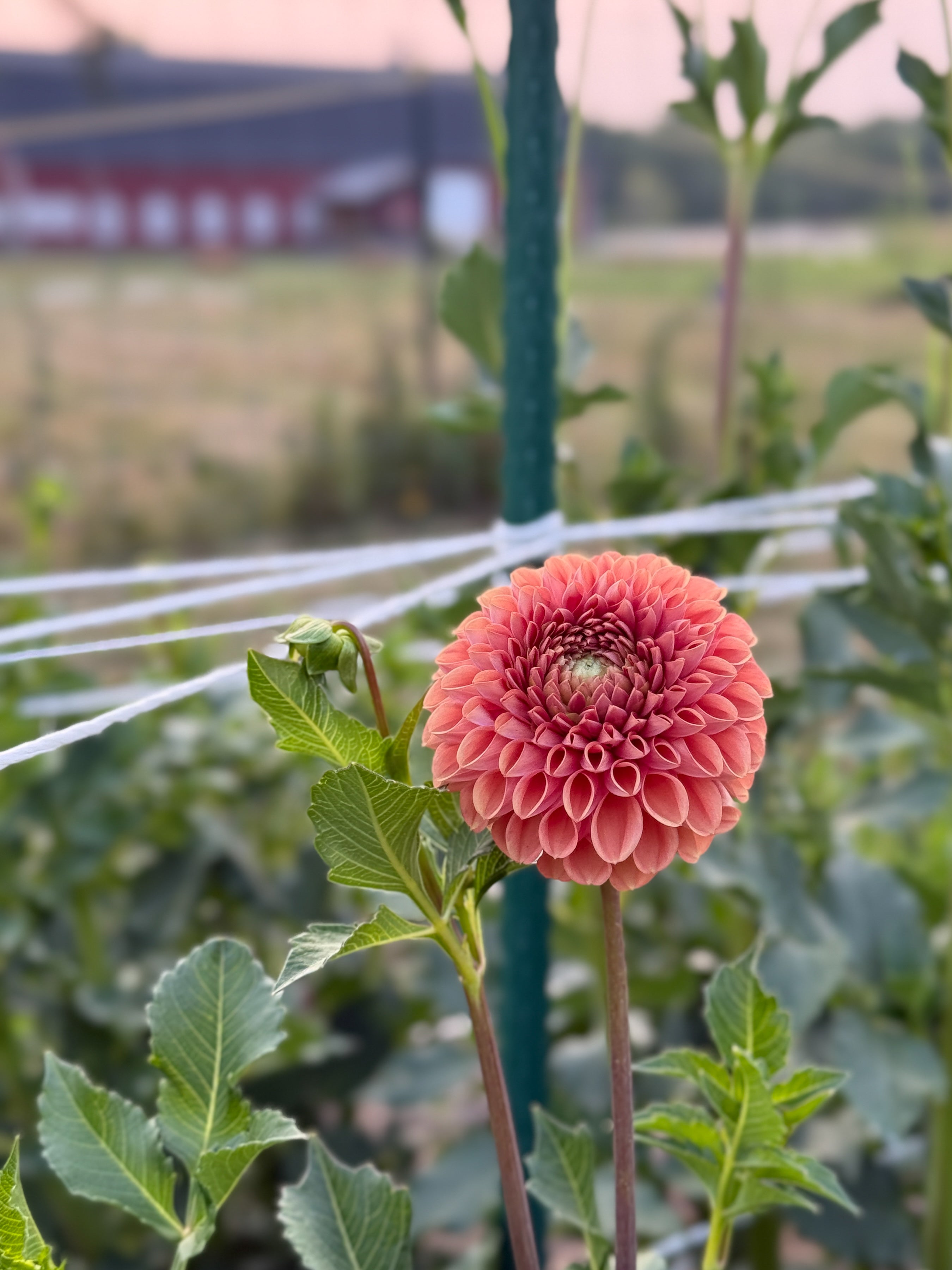 Pink flower with green leaves in a garden setting
