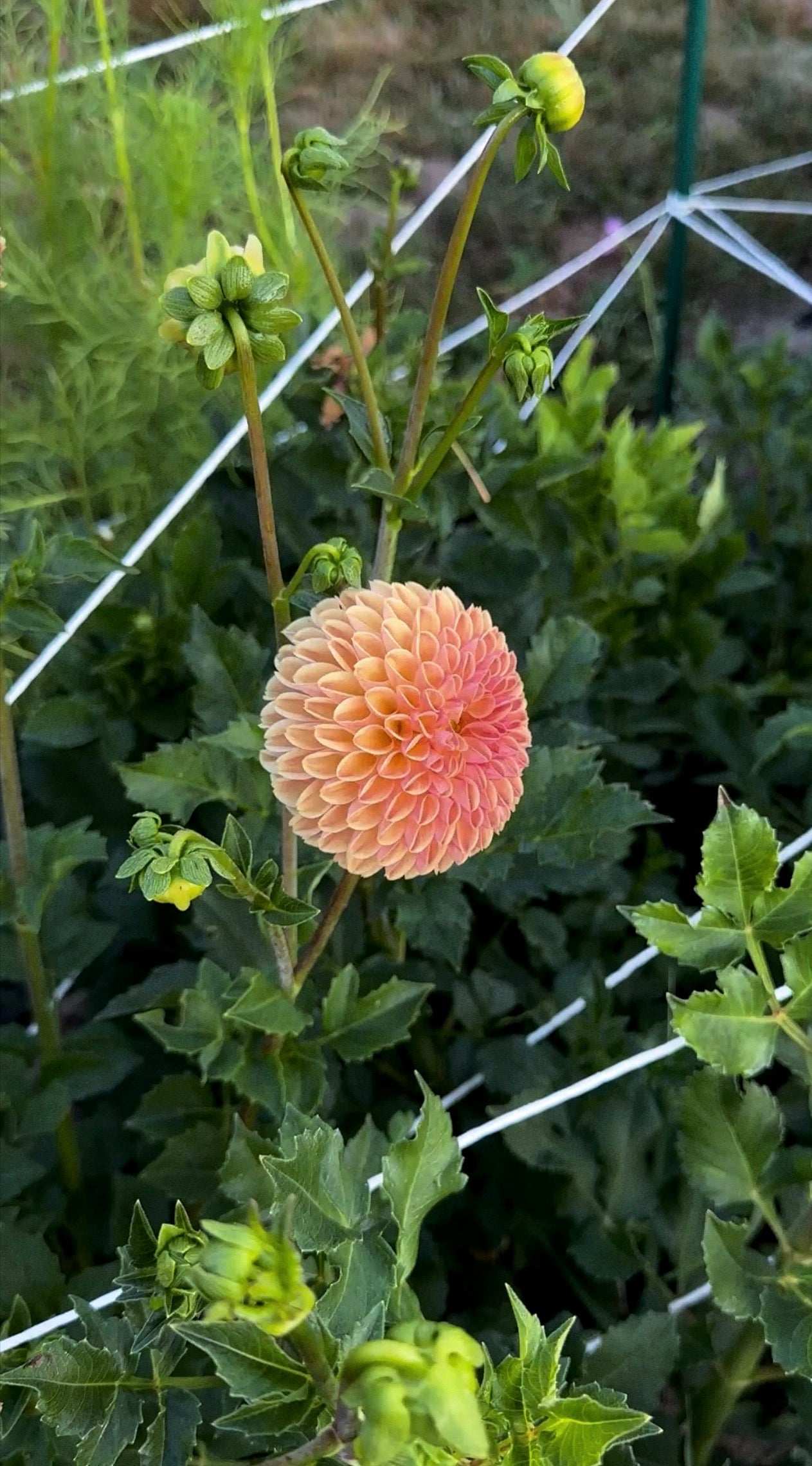 Pink flower with green leaves and stems in a garden setting