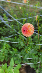 Single orange flower with green leaves on a blurred natural background