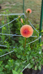 Floral arrangement with a focus on a pink flower against a blurred green background