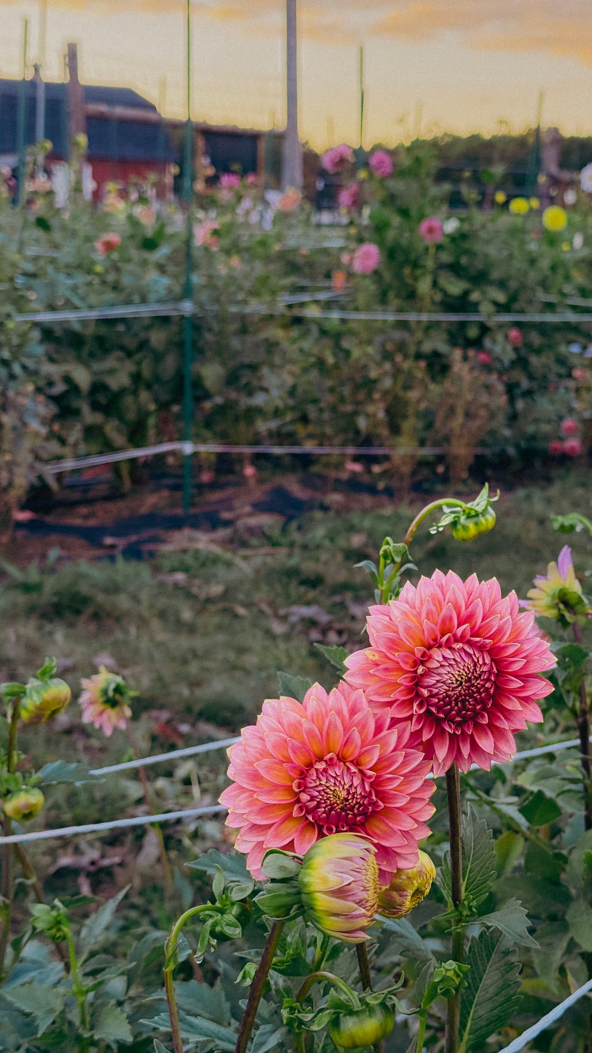 bloomquist mojo looking theloveliest shade of pink during golden hour
