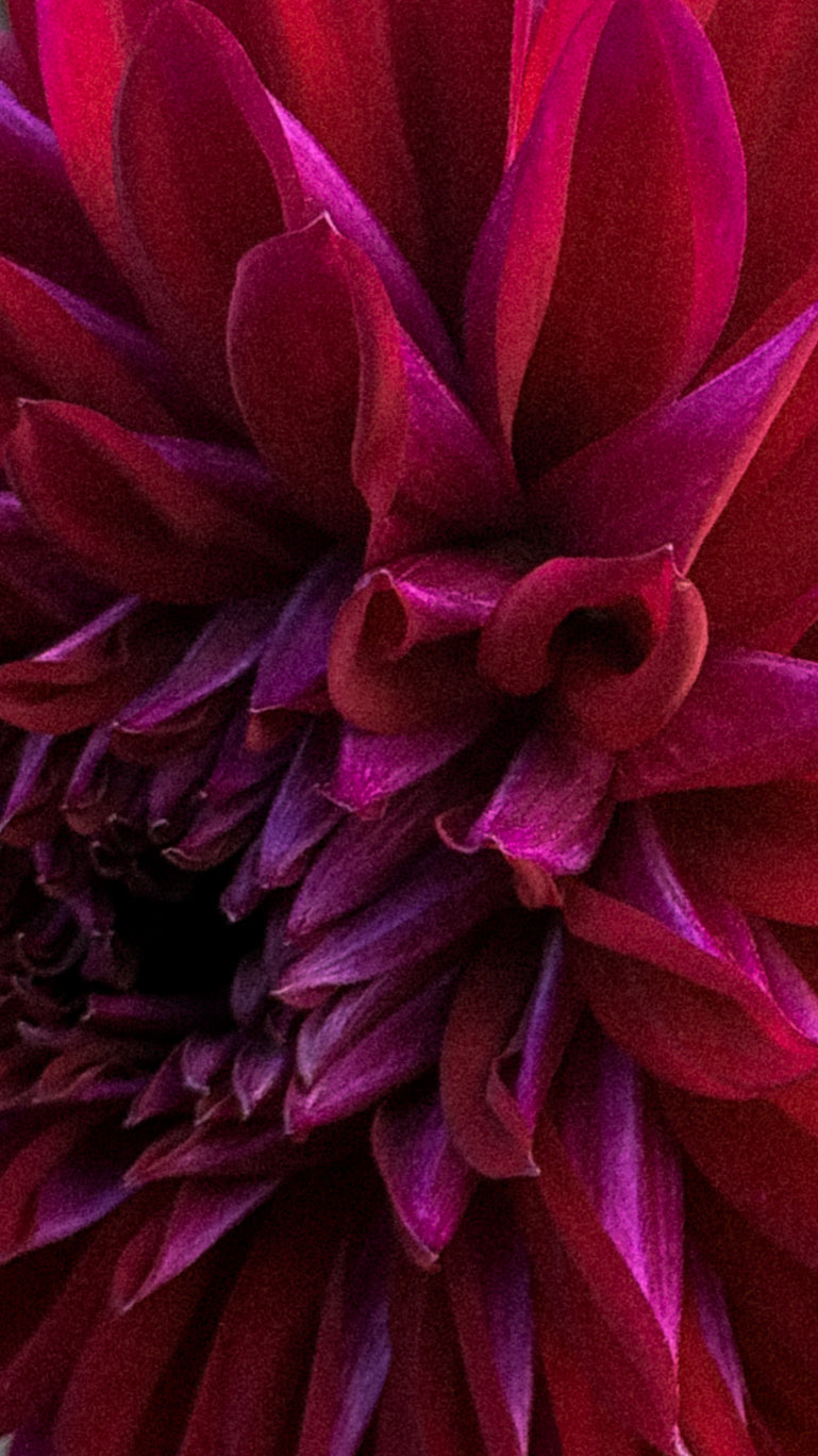 Close-up of a vibrant red and purple flower