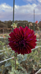 Close-up of a dark purple flower with a blurred background