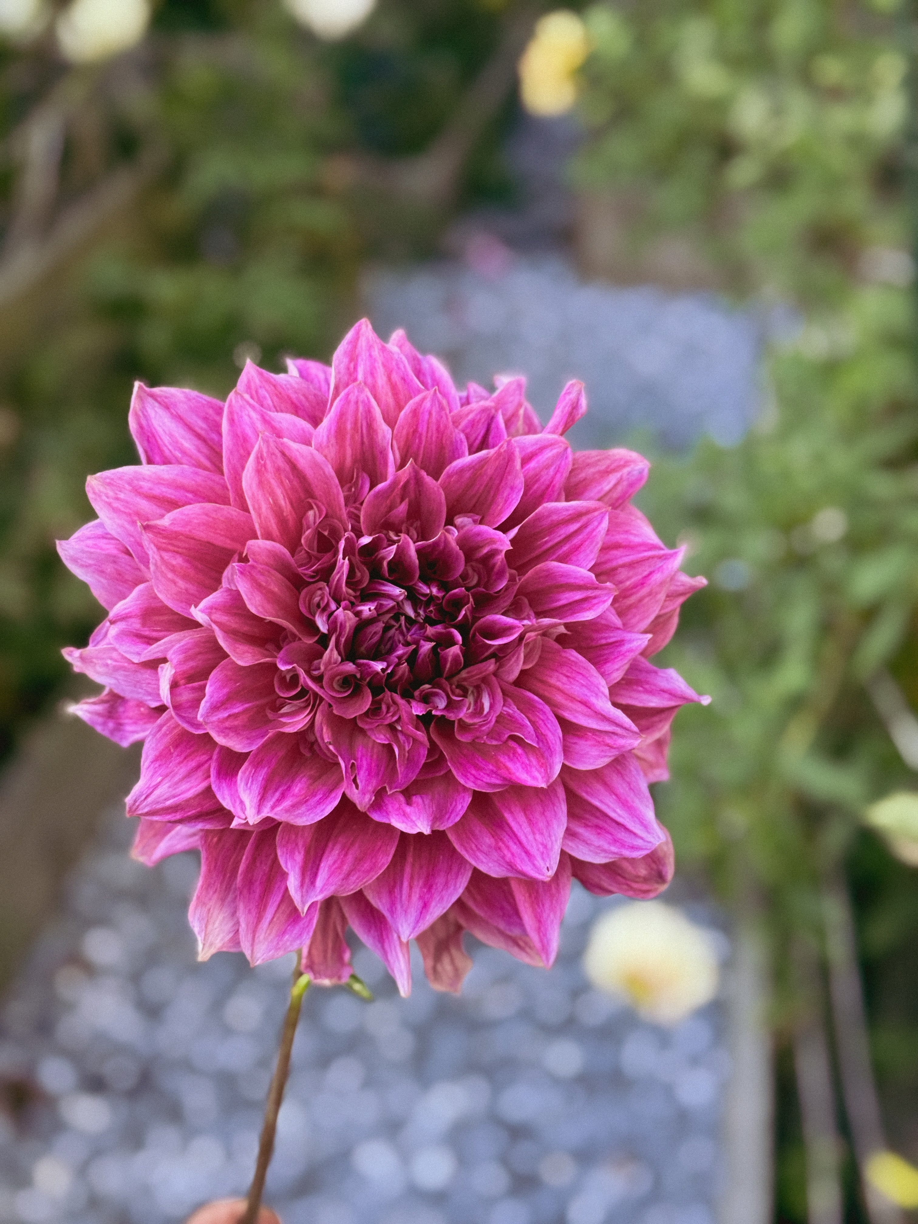 Close-up of a vibrant pink flower with a blurred natural background