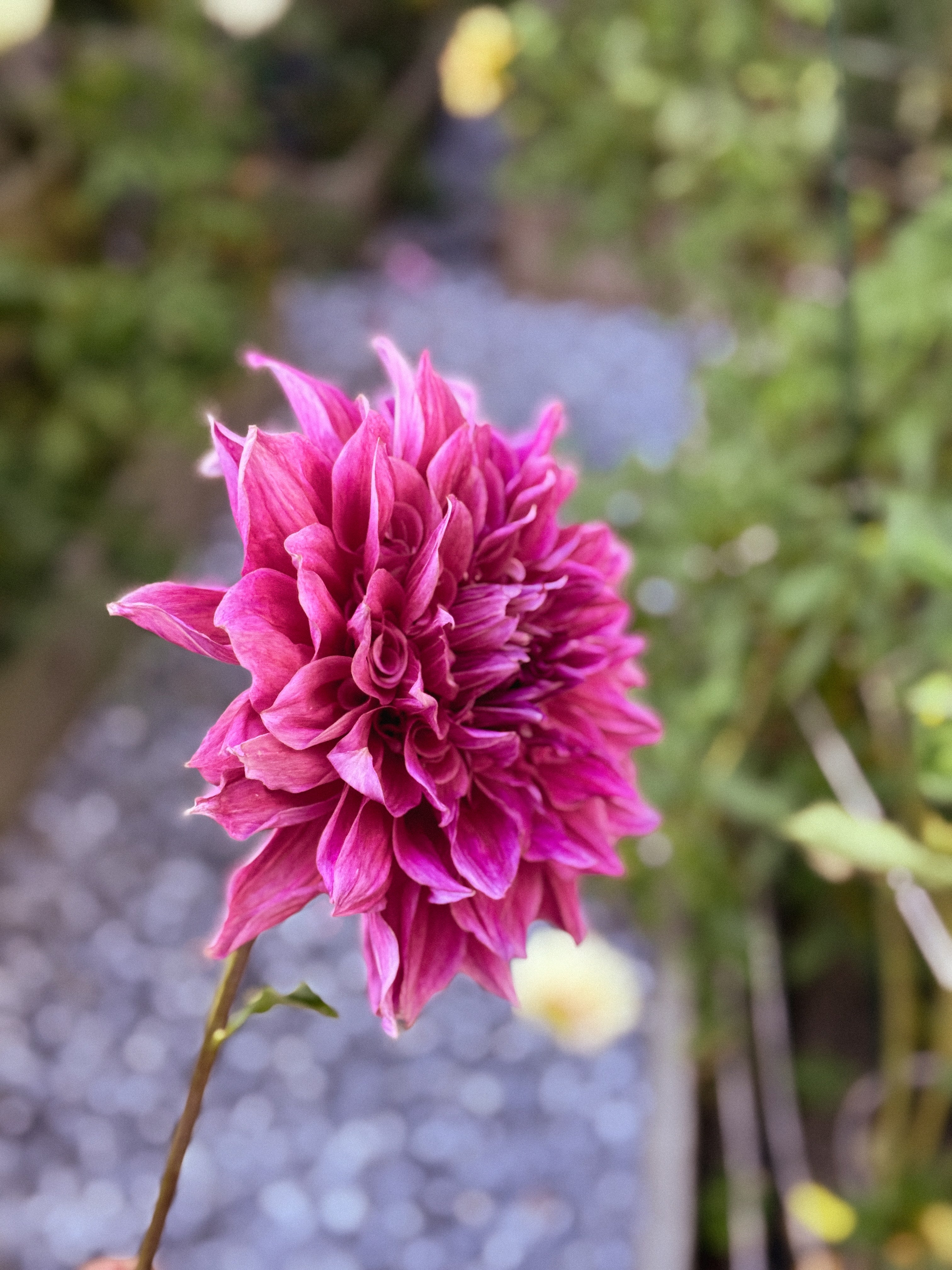 Close-up of a vibrant pink flower with a blurred natural background