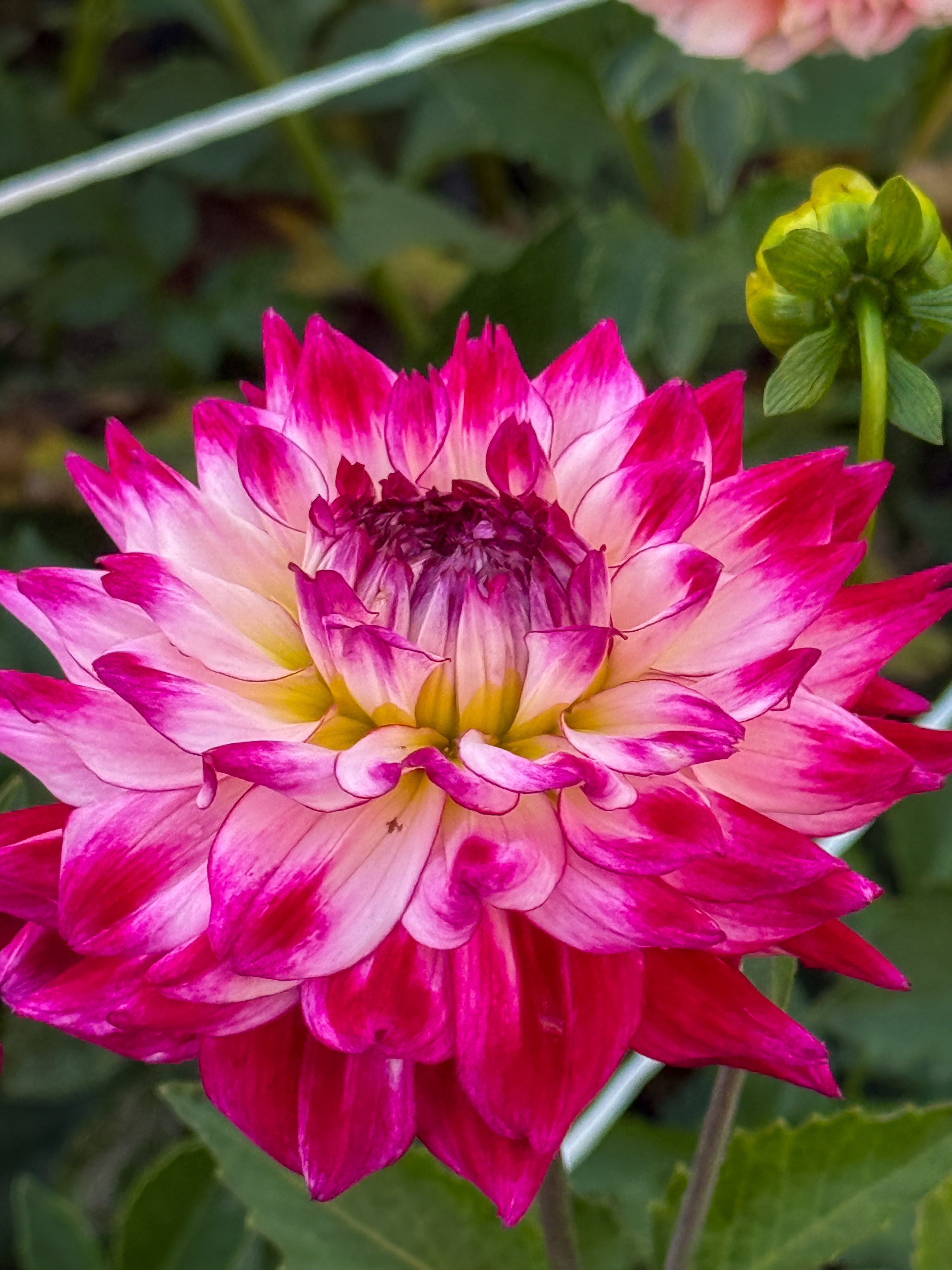 Close-up of a vibrant pink and white flower with a blurred green background