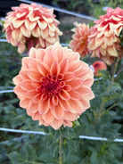 Close-up of a peach-colored flower with a blurred background
