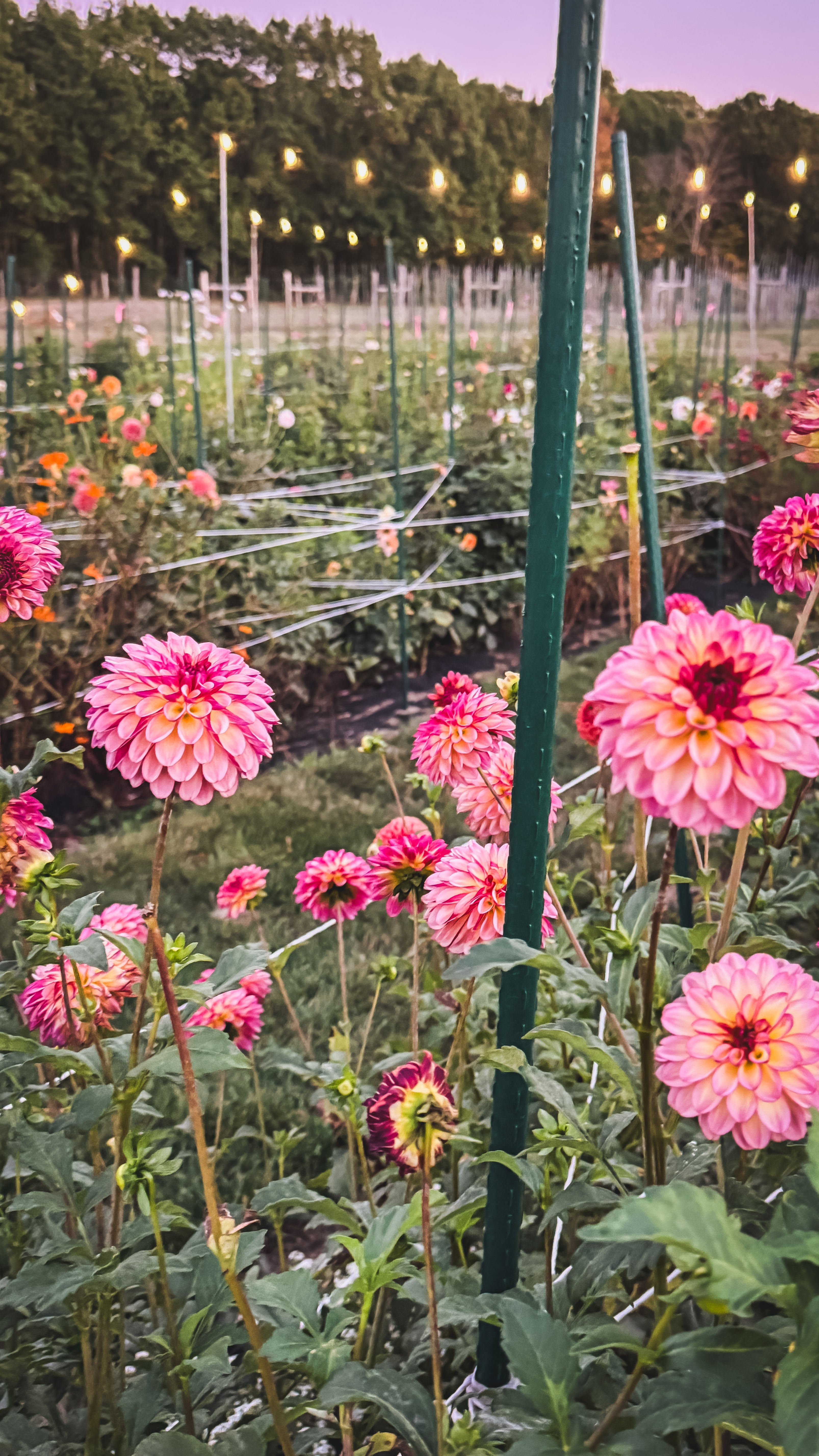 Pink dahlias in a garden with a fence and trees in the background