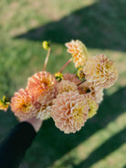 Hand holding a bouquet of peach-colored flowers with a blurred green background