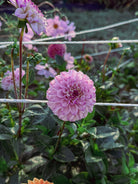 Pink flower with green leaves in a garden setting