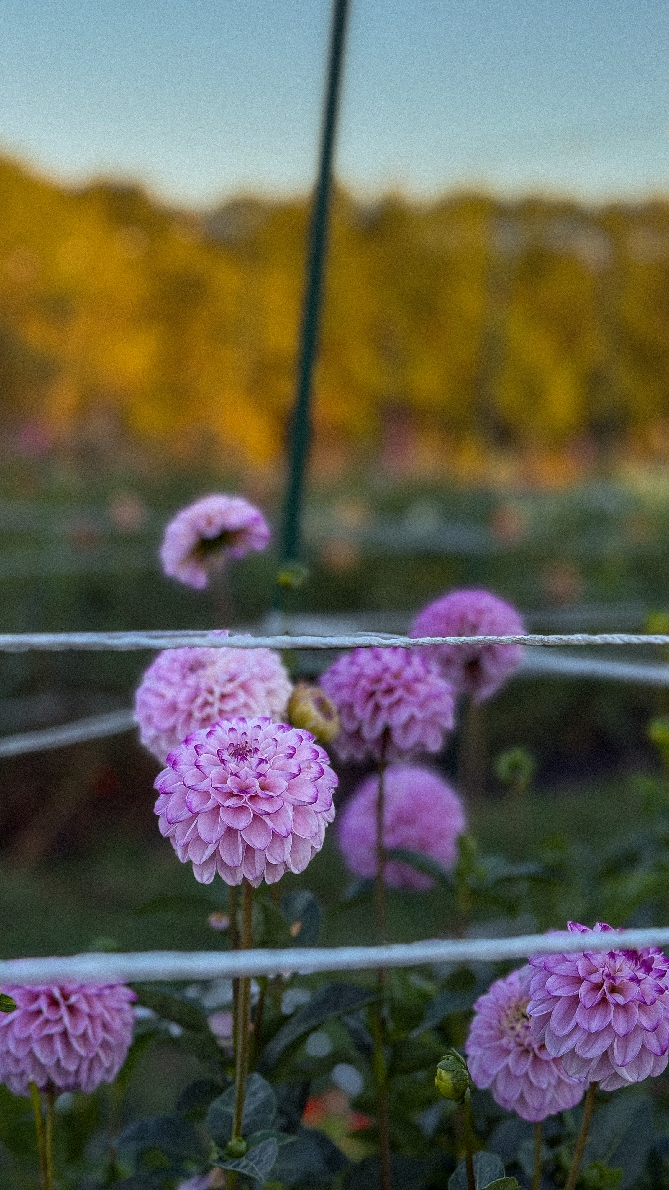 Pink flowers with a blurred natural background