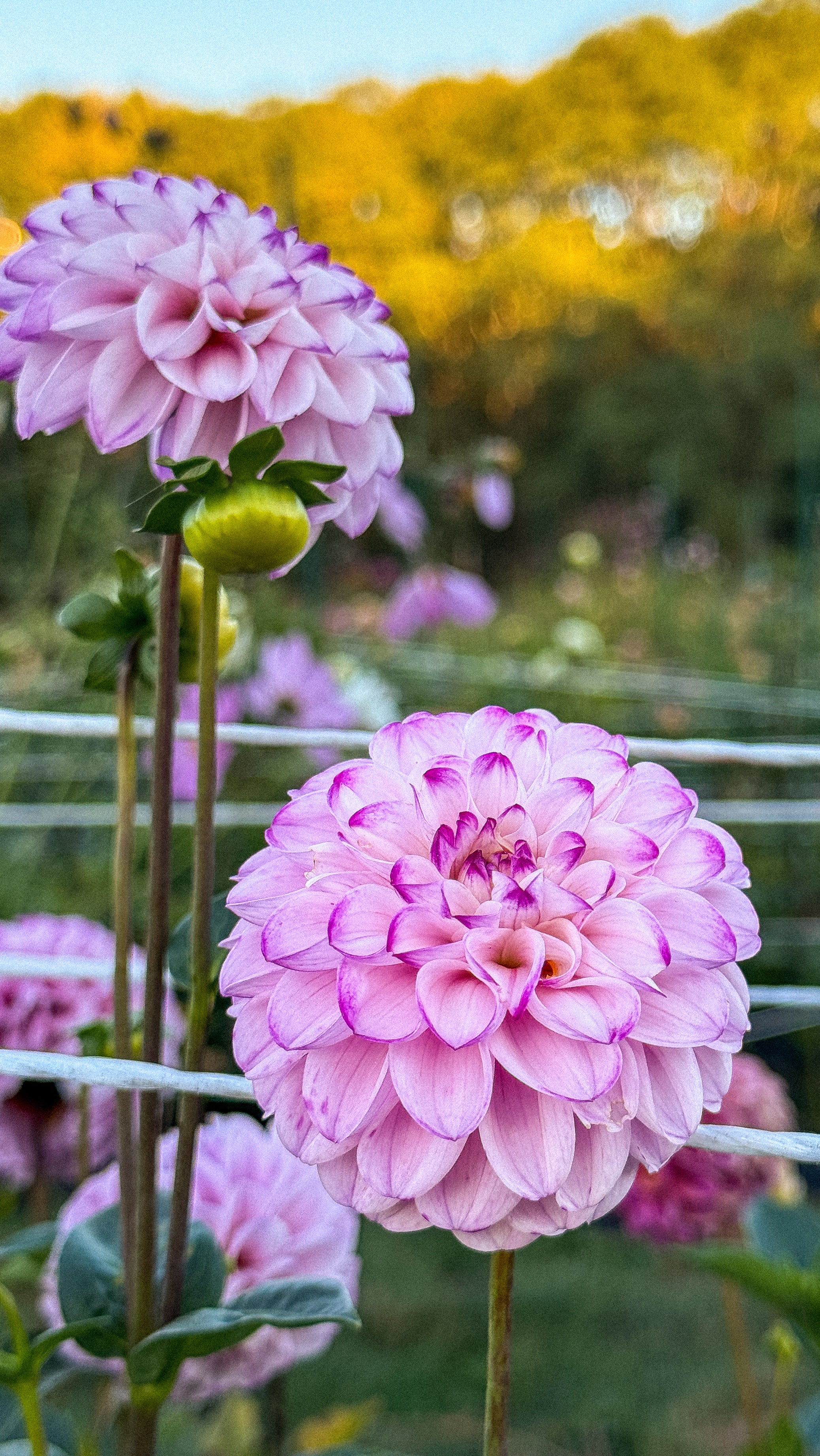 Pink dahlias with a blurred natural background