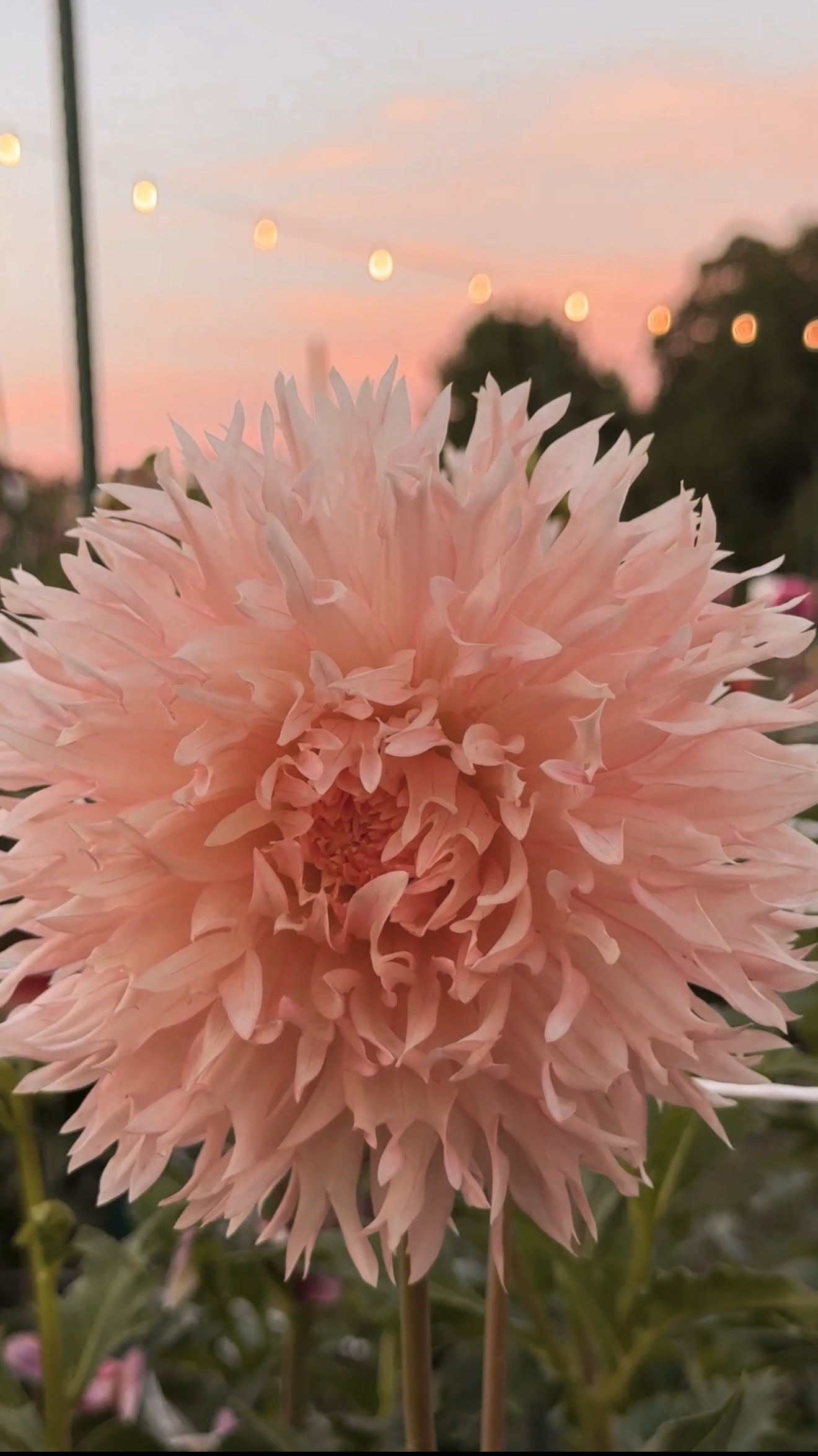 Close-up of a large pink flower with a blurred background