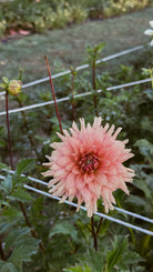 Pink flower with green leaves and a blurred background