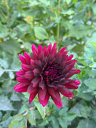 Close-up of a vibrant pink flower with green leaves in the background