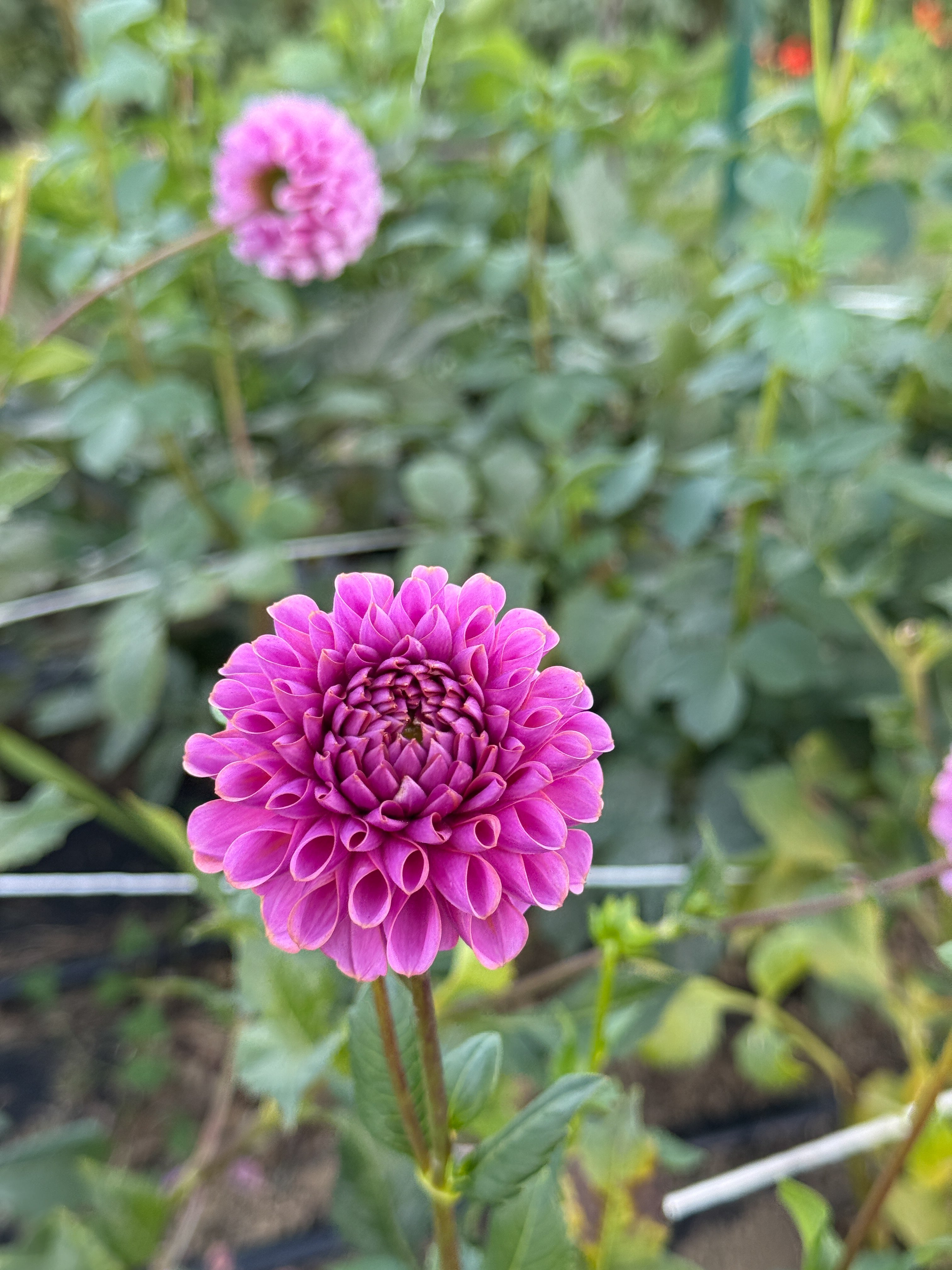 Close-up of a pink flower with green leaves in the background