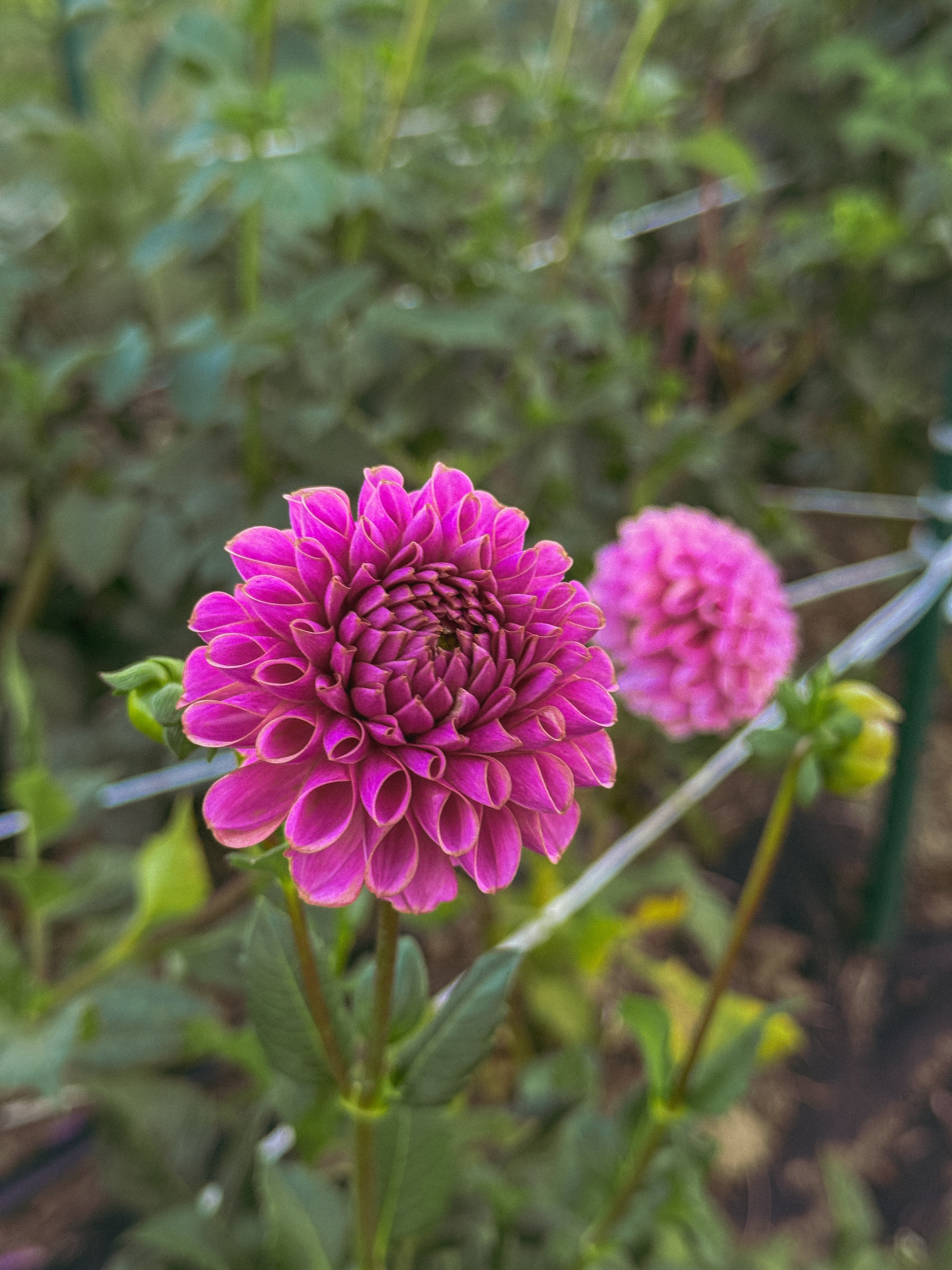 Close-up of a vibrant pink flower with a blurred green background