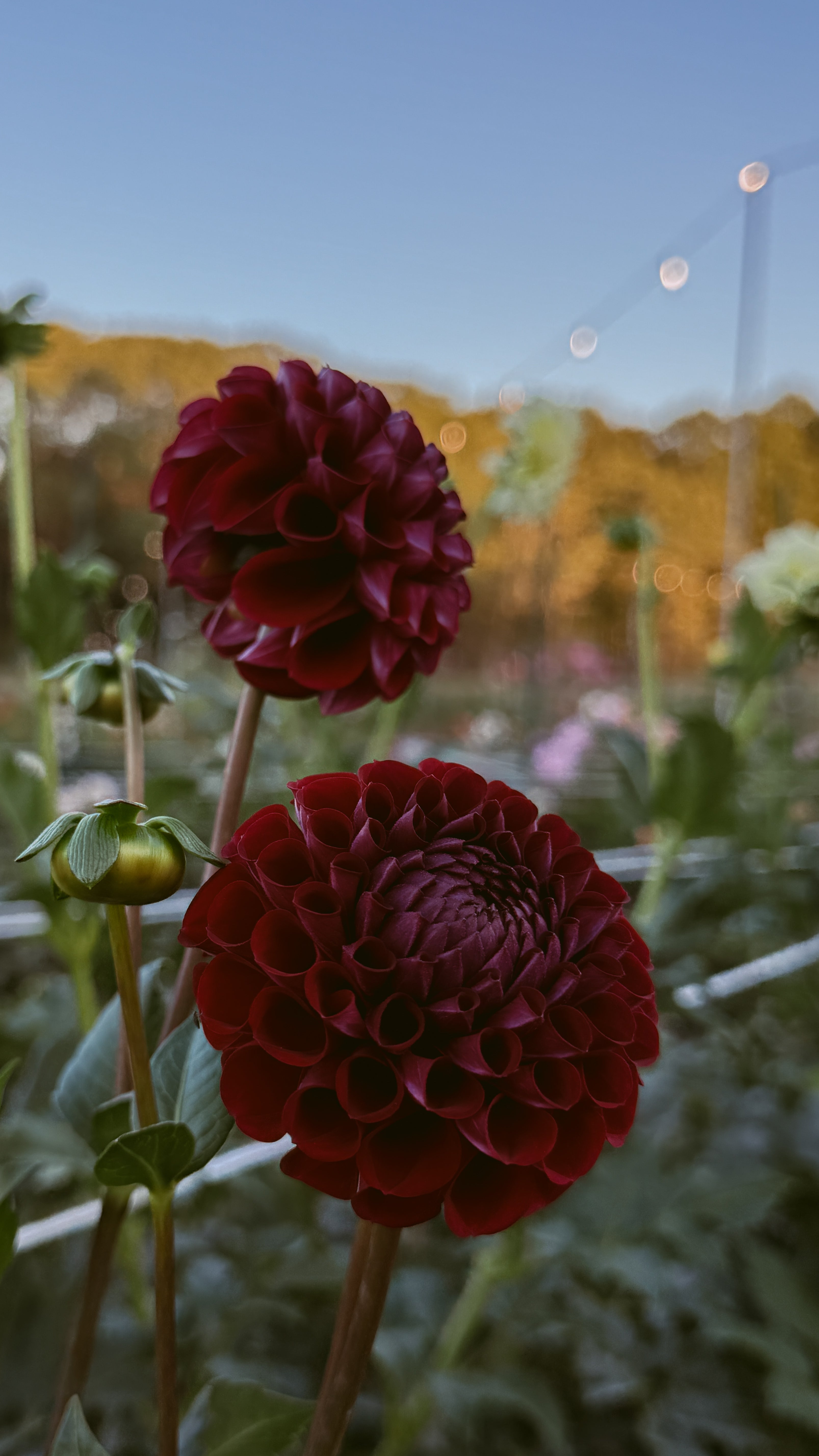 Two dark red flowers with a blurred background of greenery and blue sky.