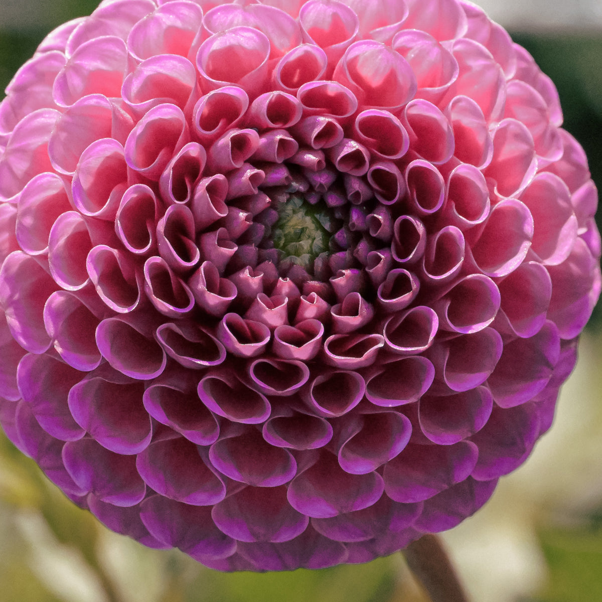 Koko Puff Dahlia Tuber – Smoky Mauve Pompon Dahlia | Fox Cottage Farm