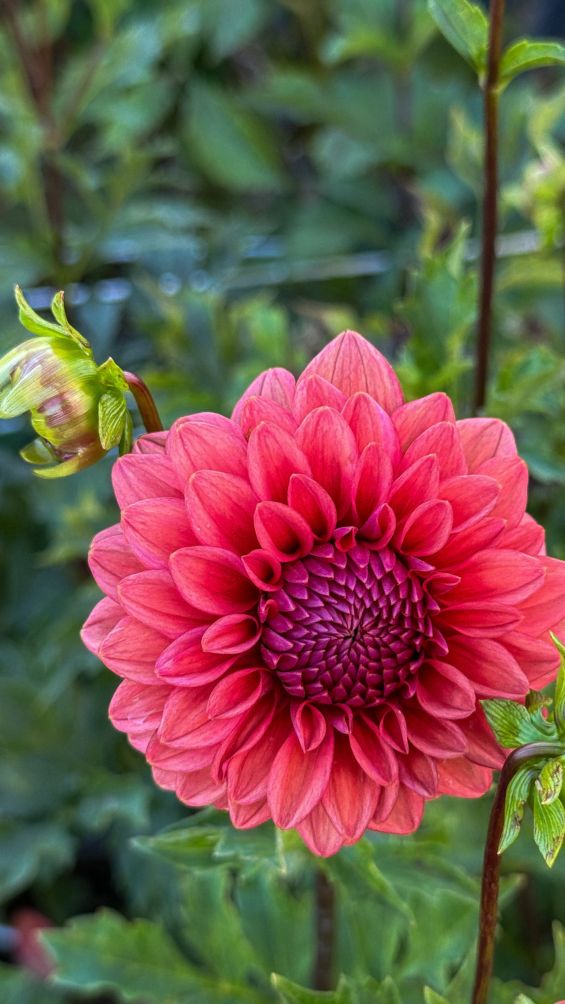 Close-up of a vibrant pink flower with a blurred green background