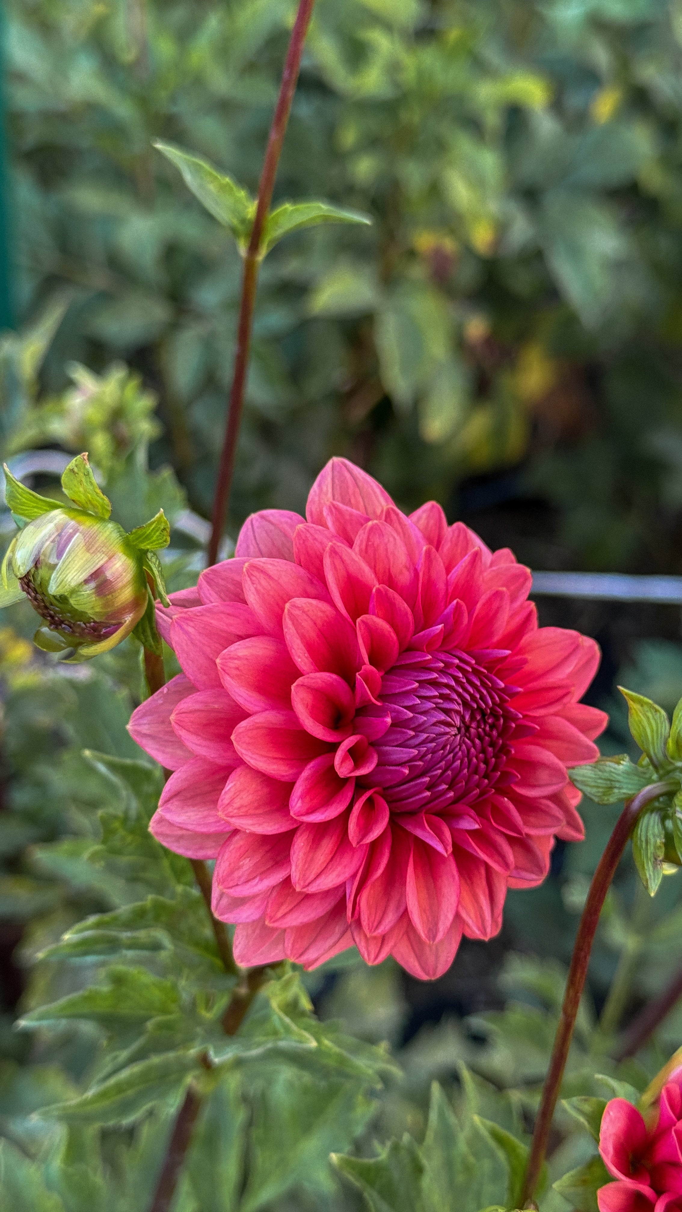 Pink dahlia flower with green leaves in a garden setting